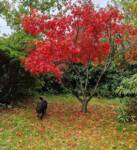 Arlene Anderson - Walking the dog in Lady Dixon Park, what a beautiful country we have