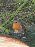 Marie O'Hare - A reminder of Christmas past and present and those no longer with us